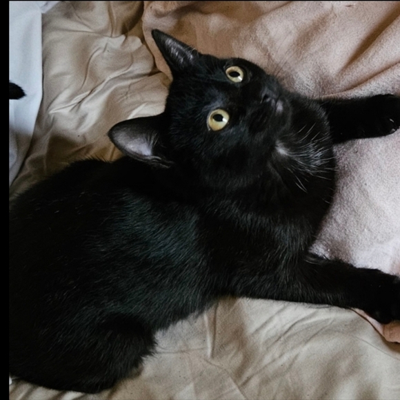 LIVE SHOW NOTIFICATION @jems_menagierie - Picture 8 of 11